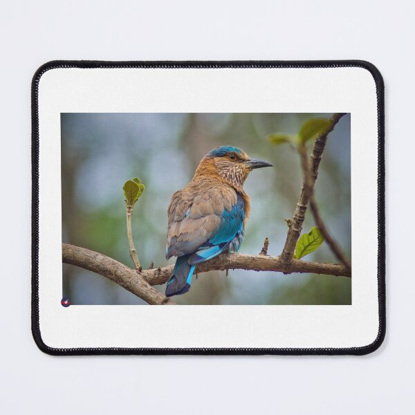 Item preview, Indian Roller designed and sold by lucidillusions.
