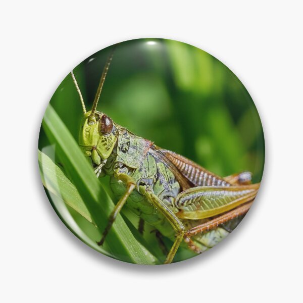 Item preview, Grasshopper on a discovery tour designed and sold by beatbieri.ch.