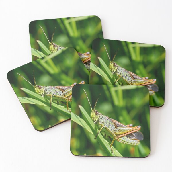 Item preview, Grasshopper on a discovery tour designed and sold by beatbieri.ch.