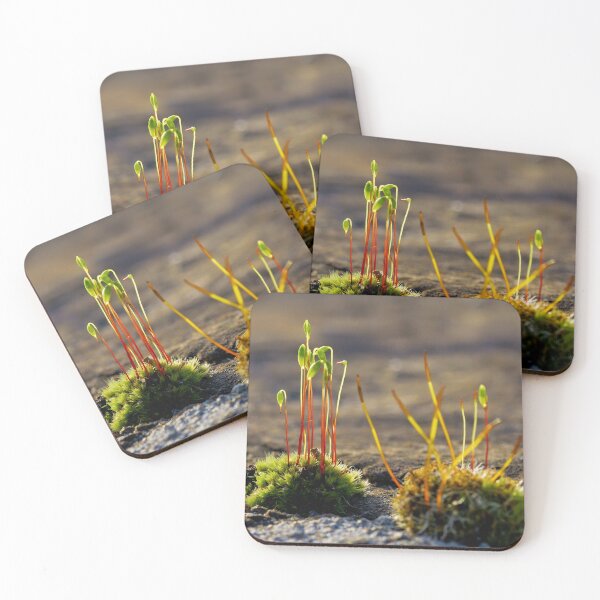 Item preview, Moss with sporophytes – life in miniature designed and sold by beatbieri.ch.