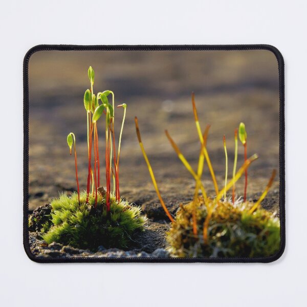 Item preview, Moss with sporophytes – life in miniature designed and sold by beatbieri.ch.