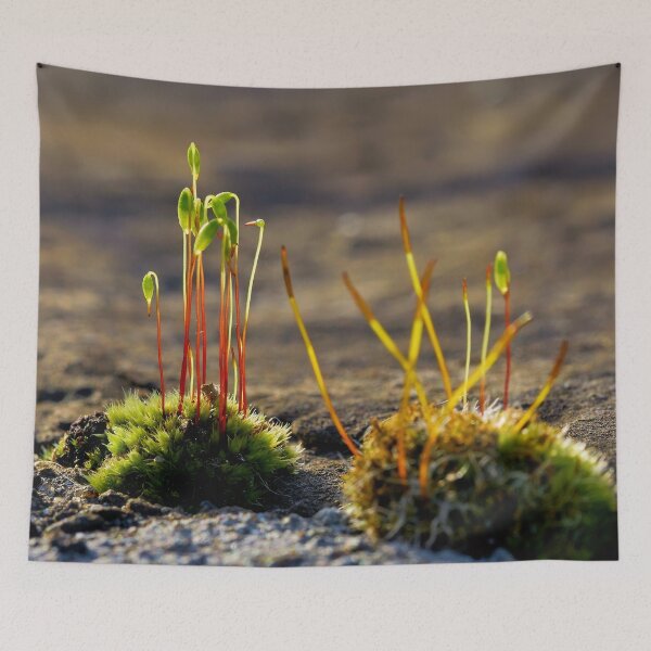 Item preview, Moss with sporophytes – life in miniature designed and sold by beatbieri.ch.