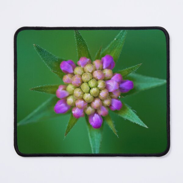 Item preview, Bud of the meadow scabious designed and sold by beatbieri.ch.