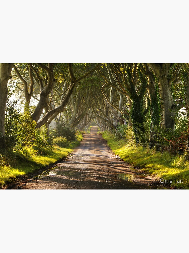 The Dark Hedges by christait