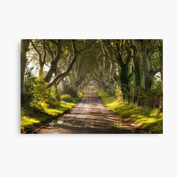 The Dark Hedges Canvas Print