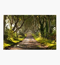 The Dark Hedges Photographic Print