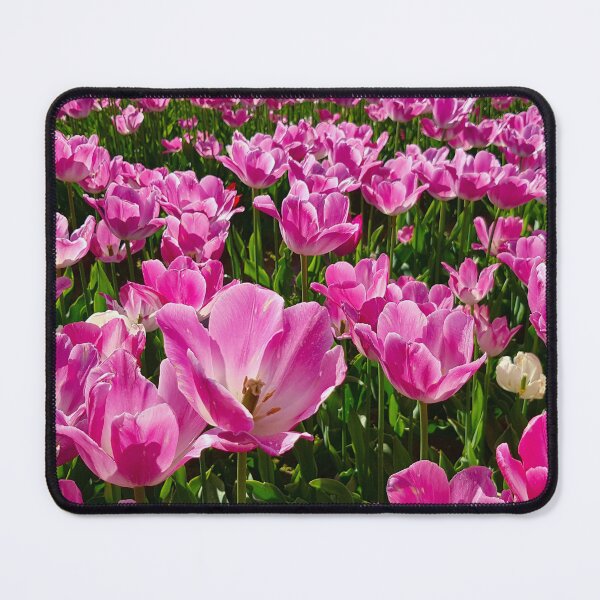 Item preview, Pink Tulips – Chilliwack Tulip Festival Photography designed and sold by Hanna Mavi Studio .
