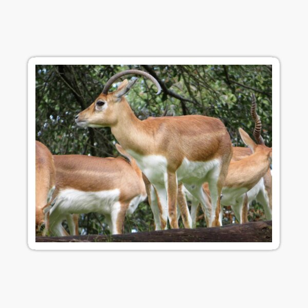 Item preview, Impala designed and sold by ShutterbugBttns.