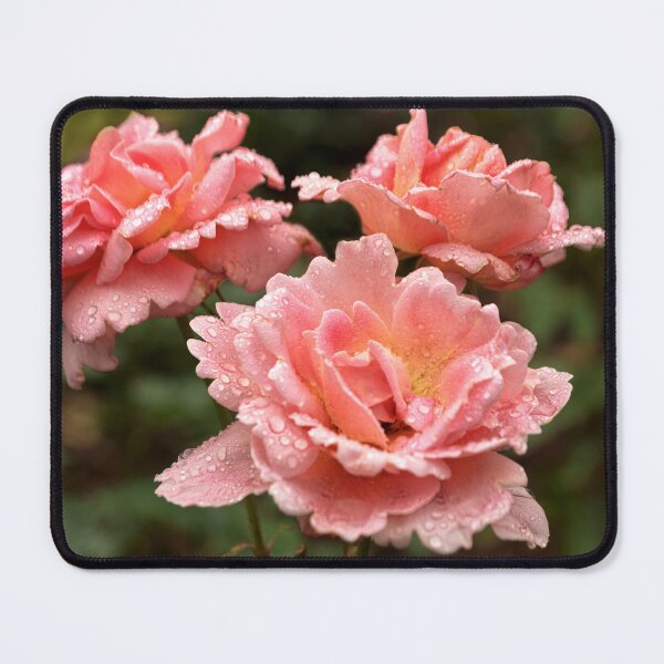 Item preview, Flower - Rose - Love in full bloom designed and sold by Mike Savad Photography.