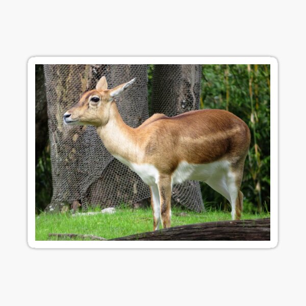 Item preview, Impala designed and sold by ShutterbugBttns.
