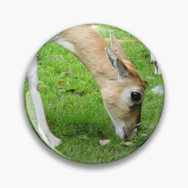 Item preview, Impala Eating Grass designed and sold by ShutterbugBttns.