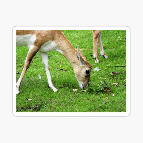 Item preview, Impala Eating Grass designed and sold by ShutterbugBttns.