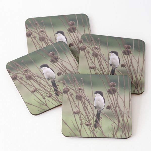 Item preview, Long Tailed Fiscal Bird designed and sold by Maridadi-Design.