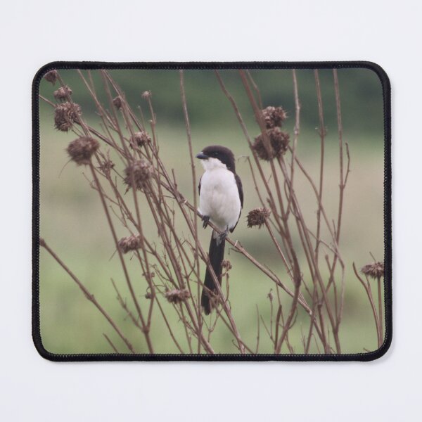 Item preview, Long Tailed Fiscal Bird designed and sold by Maridadi-Design.