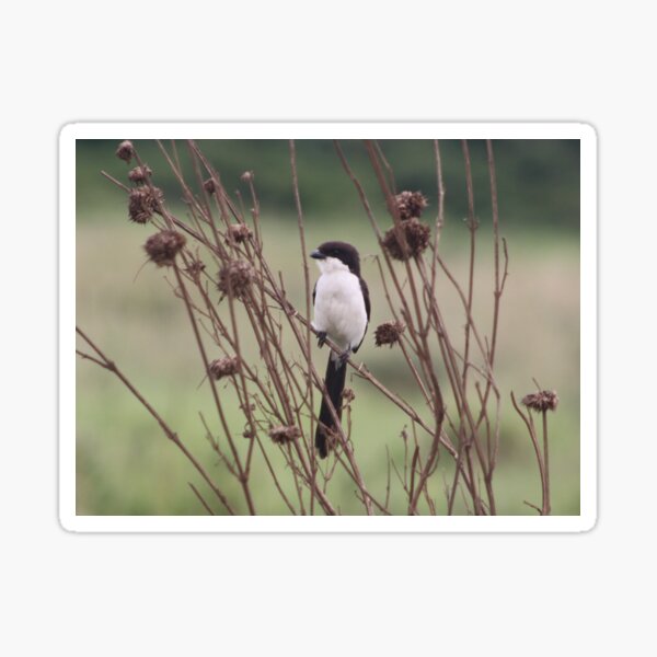 Item preview, Long Tailed Fiscal Bird designed and sold by Maridadi-Design.