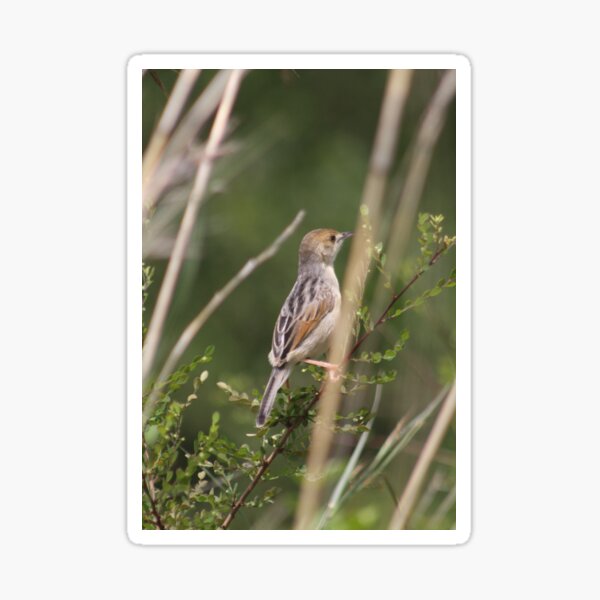 Item preview, The Winding Cisticola Says Hello designed and sold by Maridadi-Design.