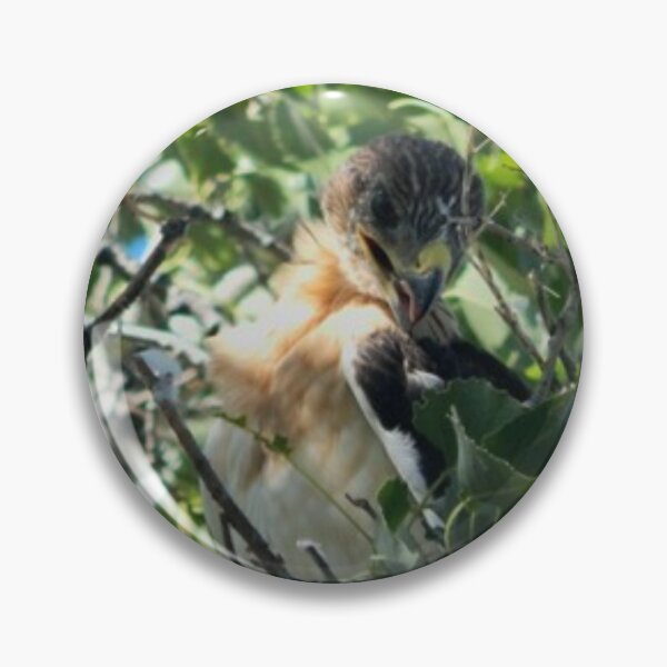 Item preview, Nestling Ferruginous Hawk designed and sold by Coley Optera.