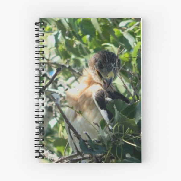 Item preview, Nestling Ferruginous Hawk designed and sold by Coley Optera.