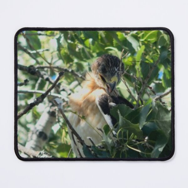 Item preview, Nestling Ferruginous Hawk designed and sold by Coley Optera.