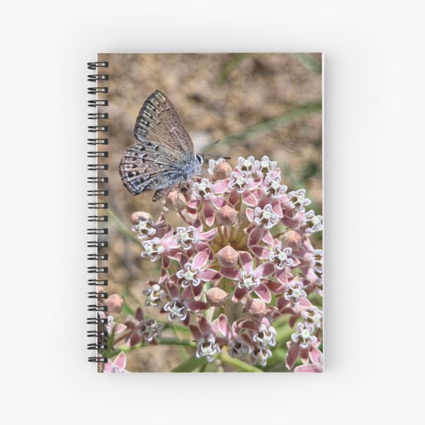 Aperçu de l'œuvre Asclépiade et papillon créée et vendue par Betsy Phillips.