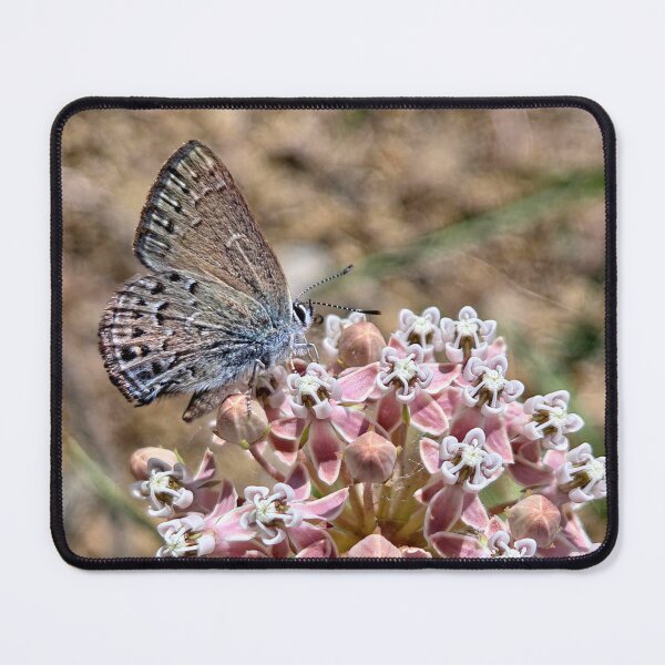 Item preview, Milkweed and Butterfly designed and sold by Betsy Phillips.