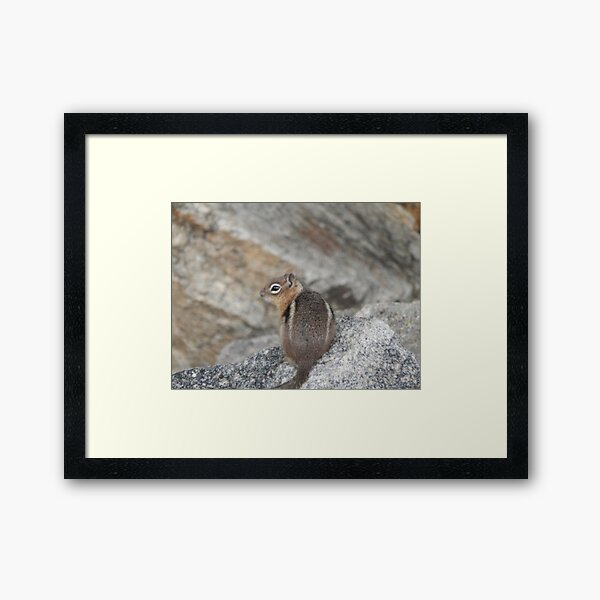 Item preview, Golden-mantled Ground Squirrel designed and sold by Coley Optera.