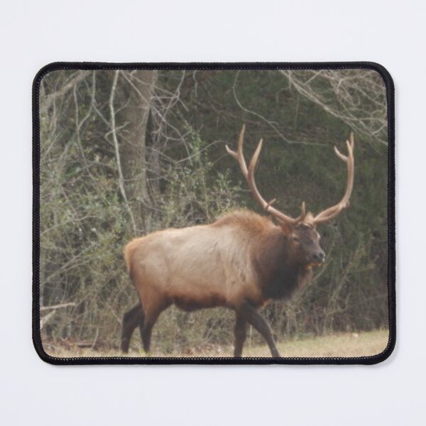 Item preview, Bull Elk designed and sold by Coley Optera.