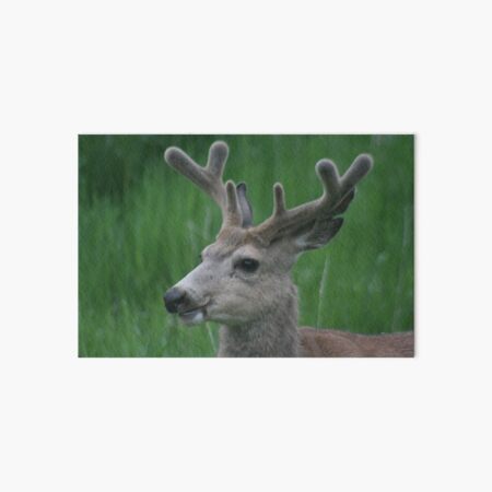 Item preview, Majestic Buck Mule Deer designed and sold by Pierce1719.