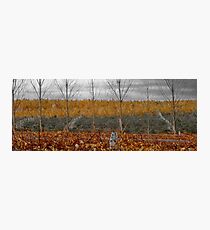 vineyard Photographic Print
