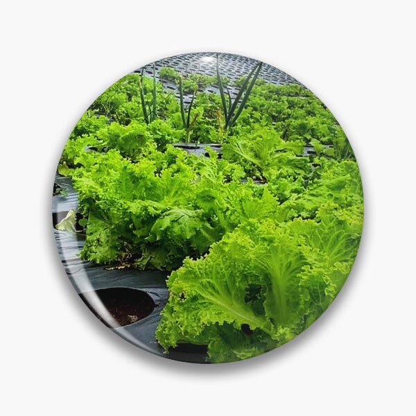 Item preview, lettuce plants designed and sold by ElinaAlton.