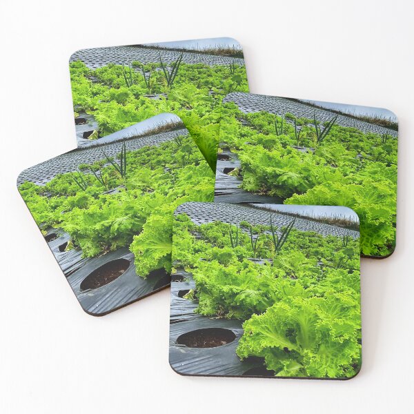 Item preview, lettuce plants designed and sold by ElinaAlton.