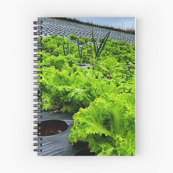 Item preview, lettuce plants designed and sold by ElinaAlton.