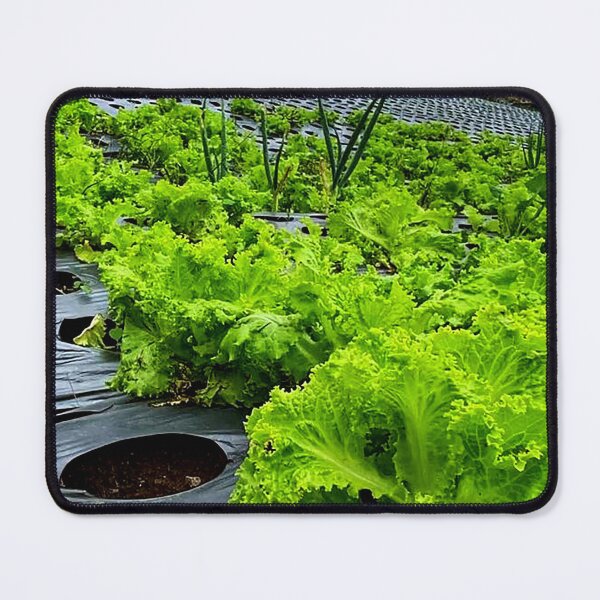 Item preview, lettuce plants designed and sold by ElinaAlton.