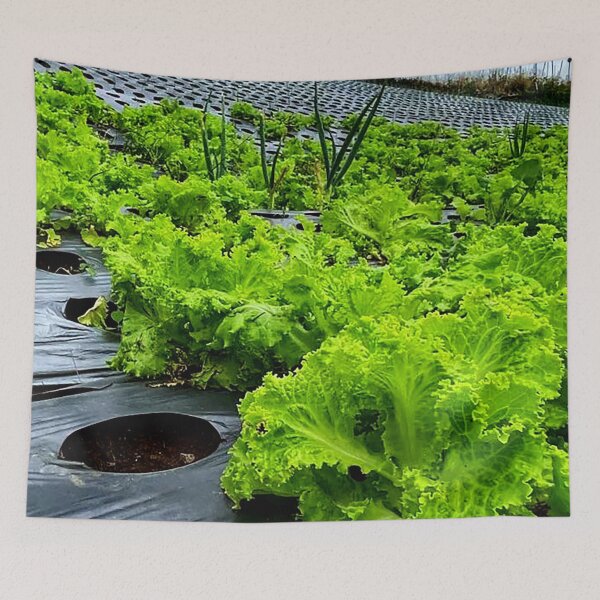 Item preview, lettuce plants designed and sold by ElinaAlton.
