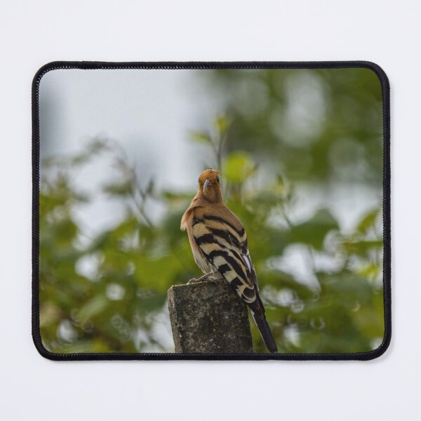Item preview, Hoopoe designed and sold by Wolf22floW.