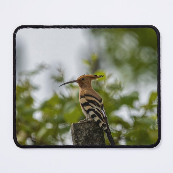 Item preview, Hoopoe designed and sold by Wolf22floW.