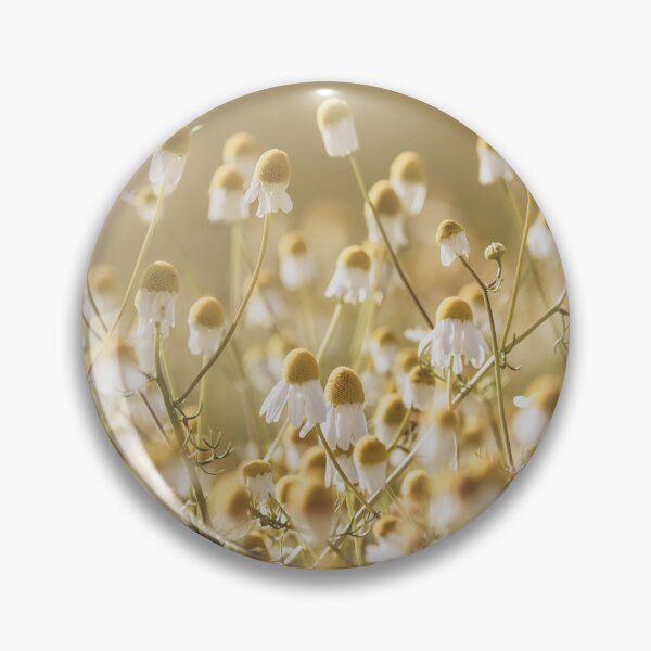 Item preview, Chamomile Blooms Back Lit by Morning Sun designed and sold by Imladris01.