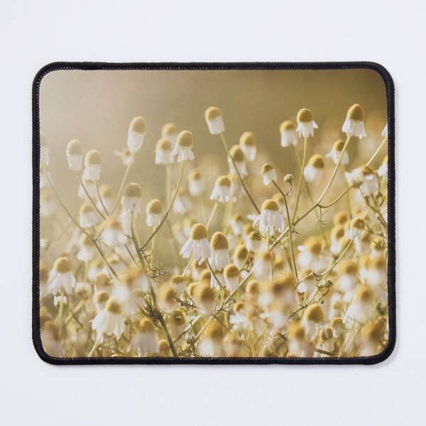 Item preview, Chamomile Blooms Back Lit by Morning Sun designed and sold by Imladris01.