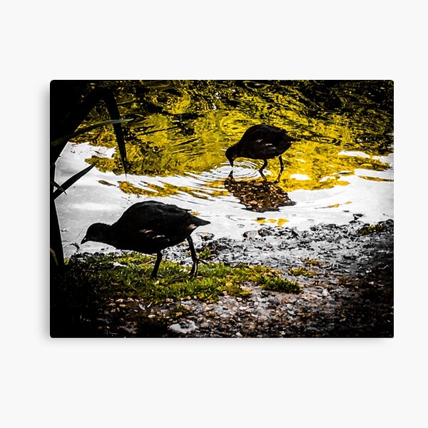 A Couple Of Moorhens Canvas Print