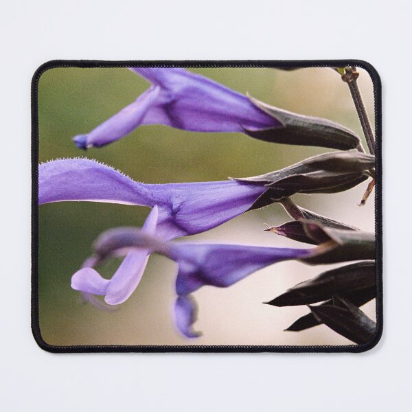 Item preview, Salvia (Black and Bloom variety) designed and sold by Melissa Holland.