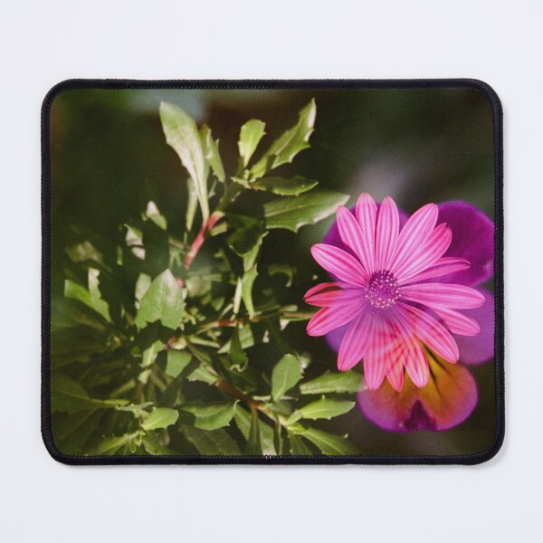 Item preview, Double Exposure: African Daisy with a Johnny Jump Up designed and sold by Melissa Holland.
