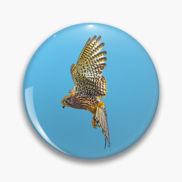 Item preview, Female Kestrel hovering designed and sold by Dalyndigital Photography.