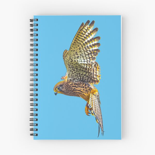 Item preview, Female Kestrel hovering designed and sold by Dalyndigital Photography.