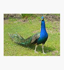 PERFECT PEACOCK Photographic Print