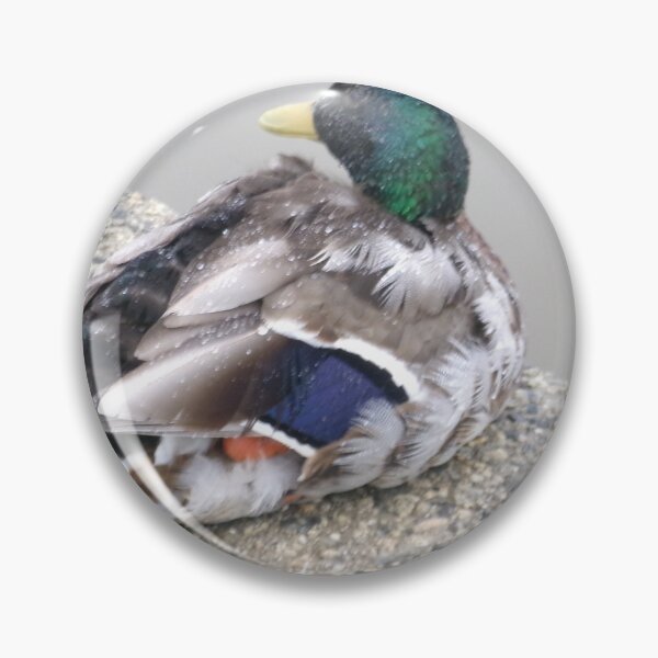 Item preview, Mallard Duck in Bude designed and sold by GooglyEyes-.