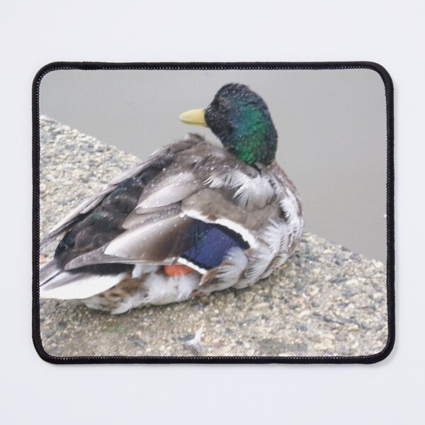 Item preview, Mallard Duck in Bude designed and sold by GooglyEyes-.
