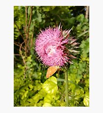 Nature's Beauty Rest Photographic Print