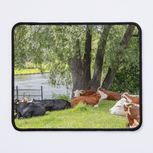 Item preview, UK. England. Cambridge. River. Cows. designed and sold by vadim19.