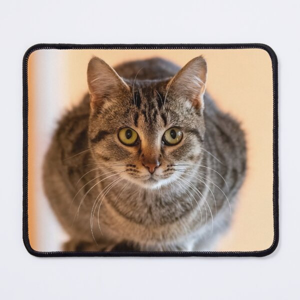 Item preview, Cat Sitting on a Handrail – Animal Photography designed and sold by DavorNS.
