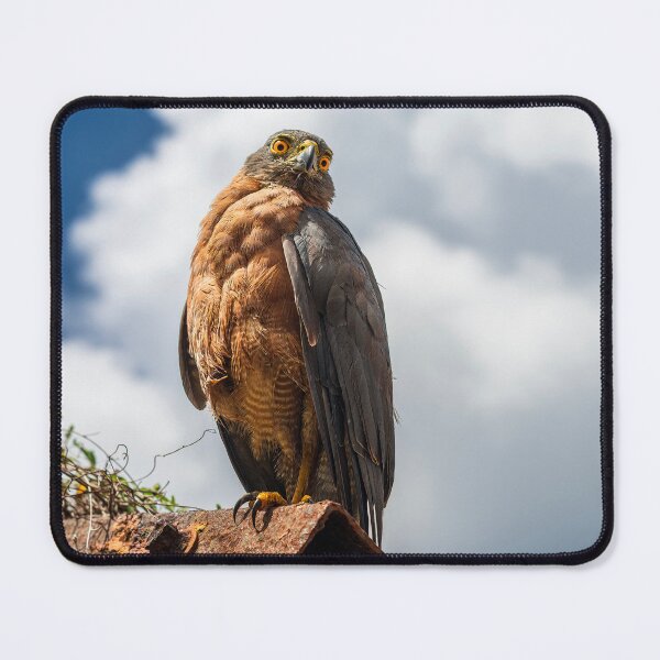 Item preview, Christmas Island Goshawk designed and sold by JohnKarmouche.